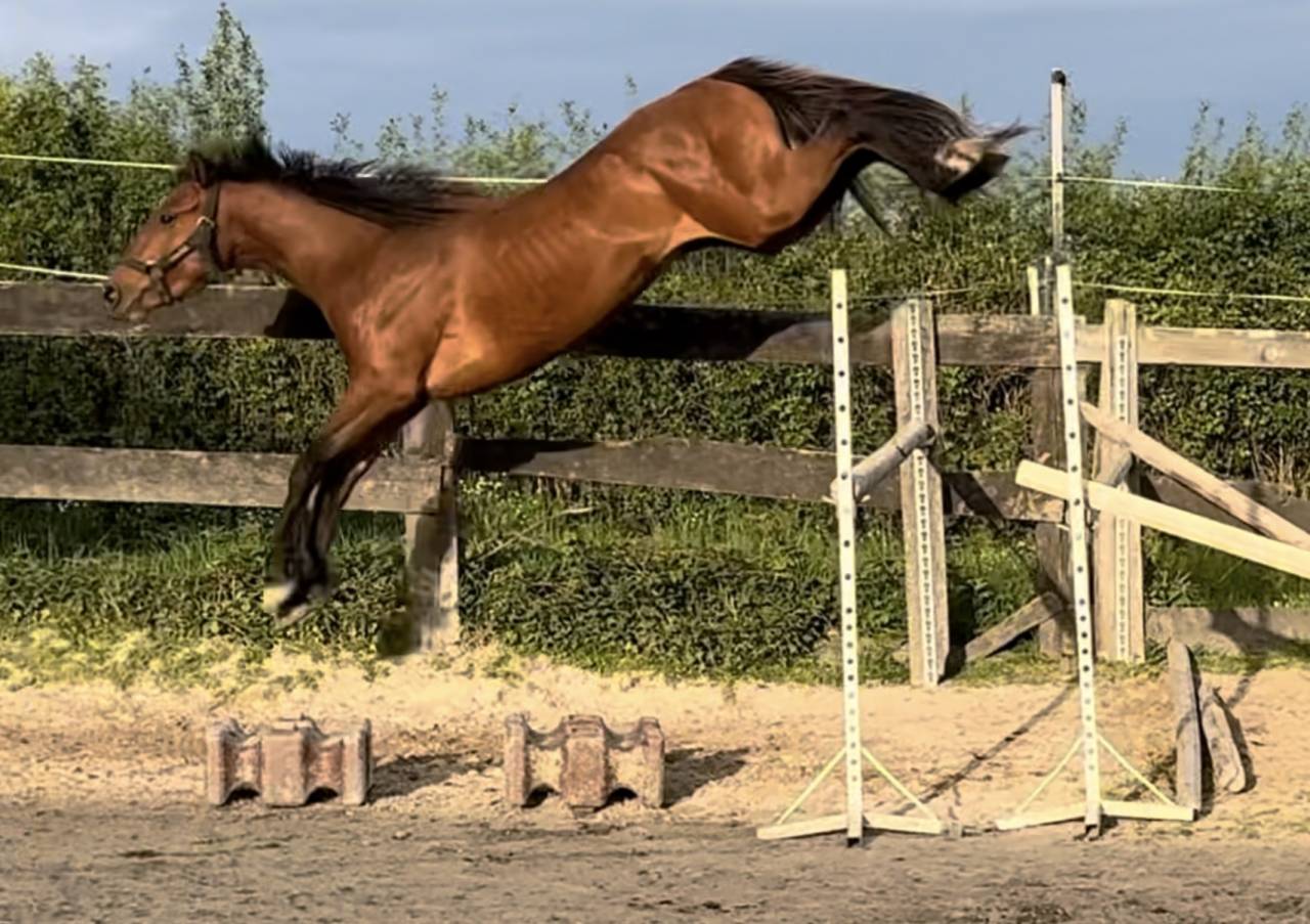 Hengst Selle Fran&ccedil;ais Te koop 2022 Donker bruin / bai