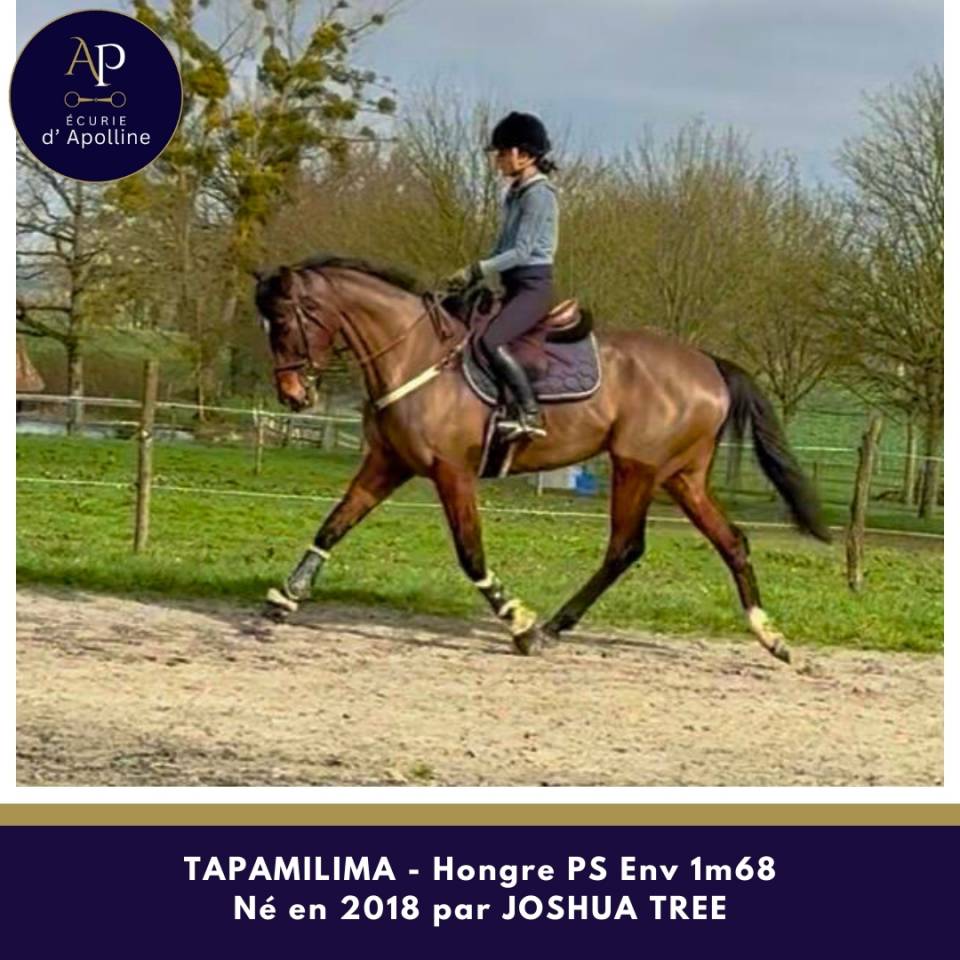 Ruin Volbloed Te koop 2018 Donker bruin / bai