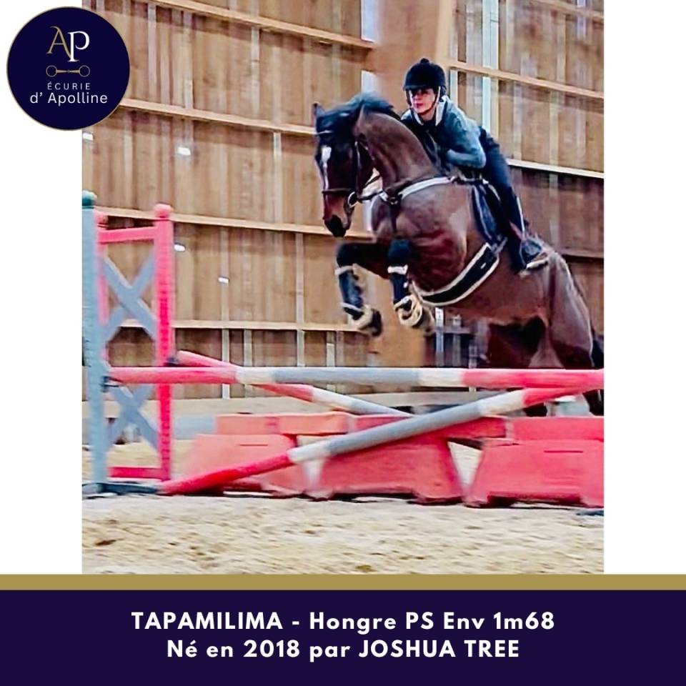 Ruin Volbloed Te koop 2018 Donker bruin / bai