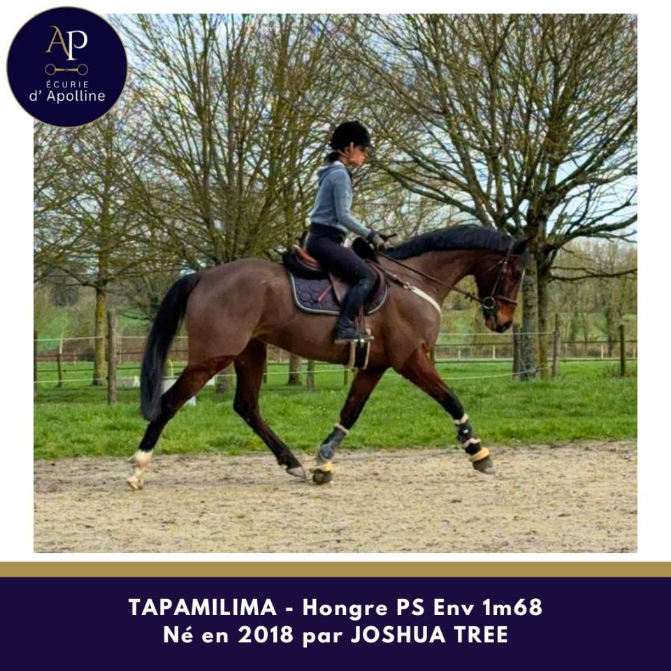 Ruin Volbloed Te koop 2018 Donker bruin / bai