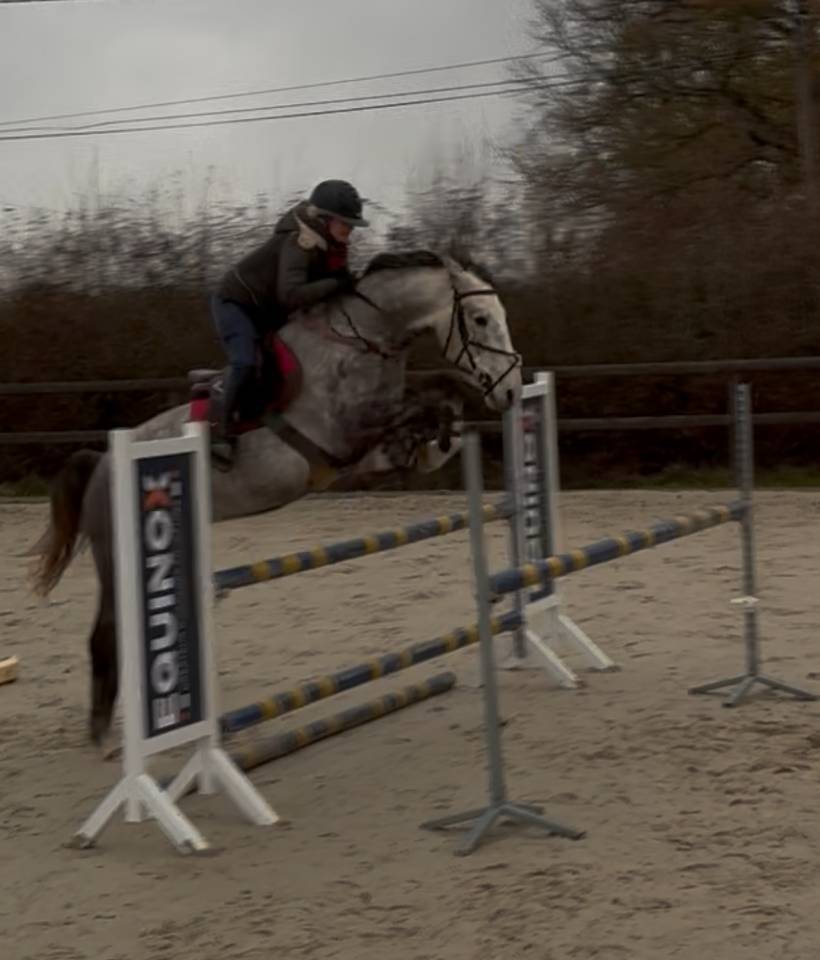 Ruin Bekend ras Te koop 2022 Schimmel ,  Fares de cambie