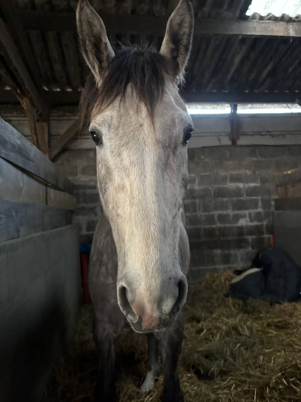 Ruin Bekend ras Te koop 2022 Schimmel ,  Fares de cambie