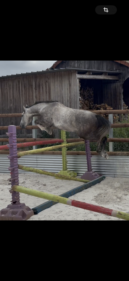 Ruin Bekend ras Te koop 2022 Schimmel ,  Fares de cambie