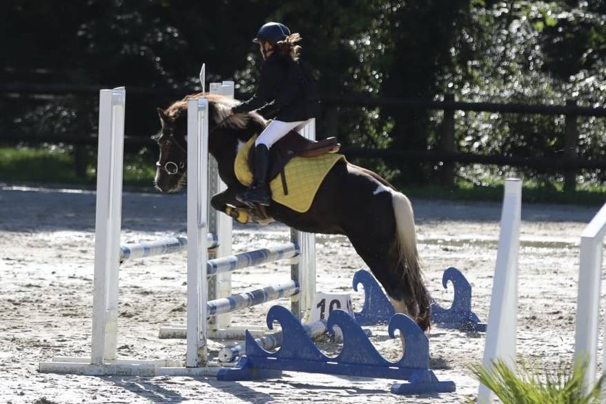 Ruin Welsh Pony (Section B) Te koop 2020 Bruin / Bai ,  FLASH