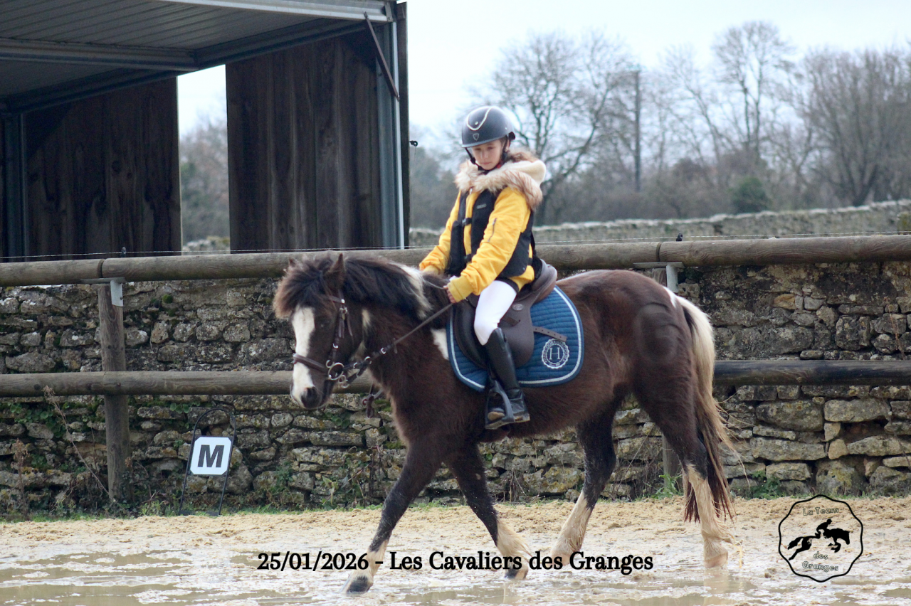 Ruin Welsh Pony (Section B) Te koop 2020 Bruin / Bai ,  FLASH