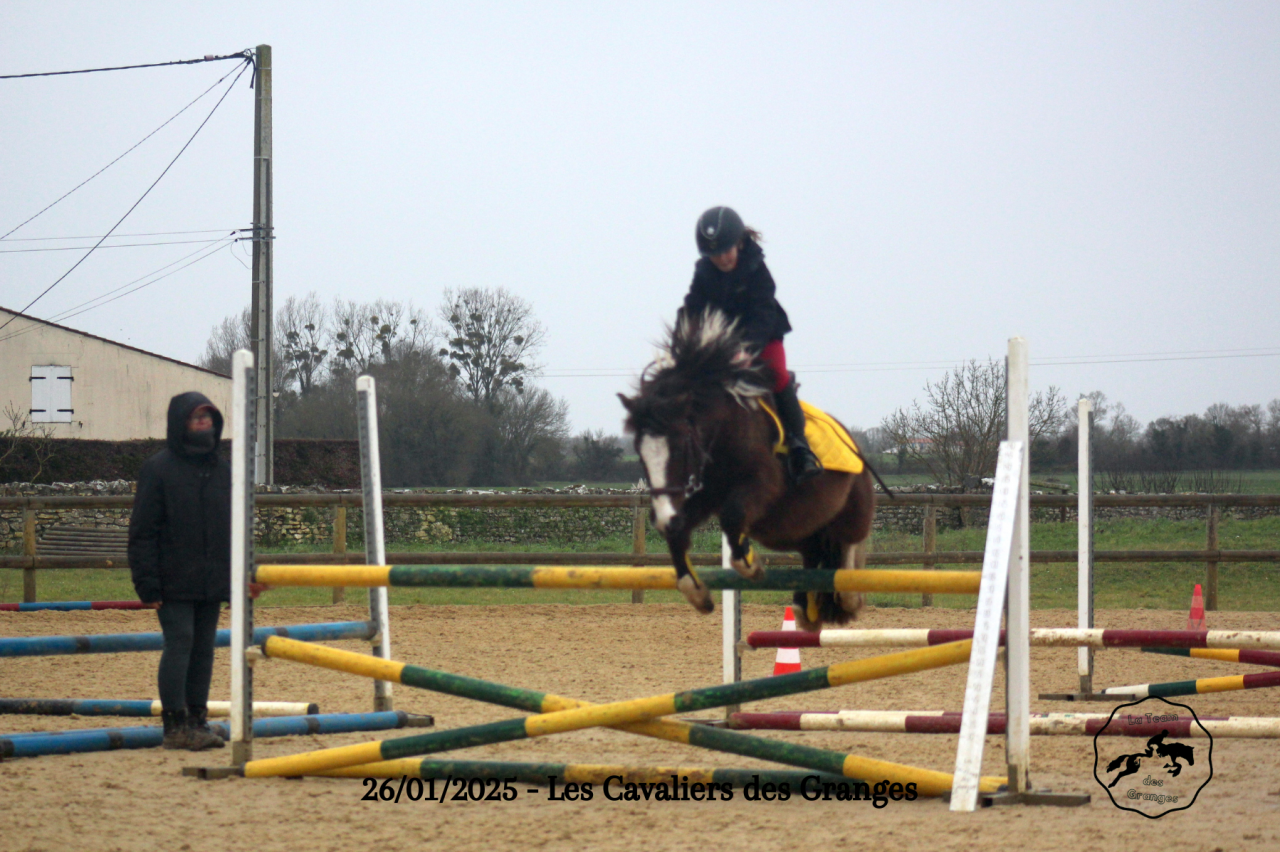 Ruin Welsh Pony (Section B) Te koop 2020 Bruin / Bai ,  FLASH