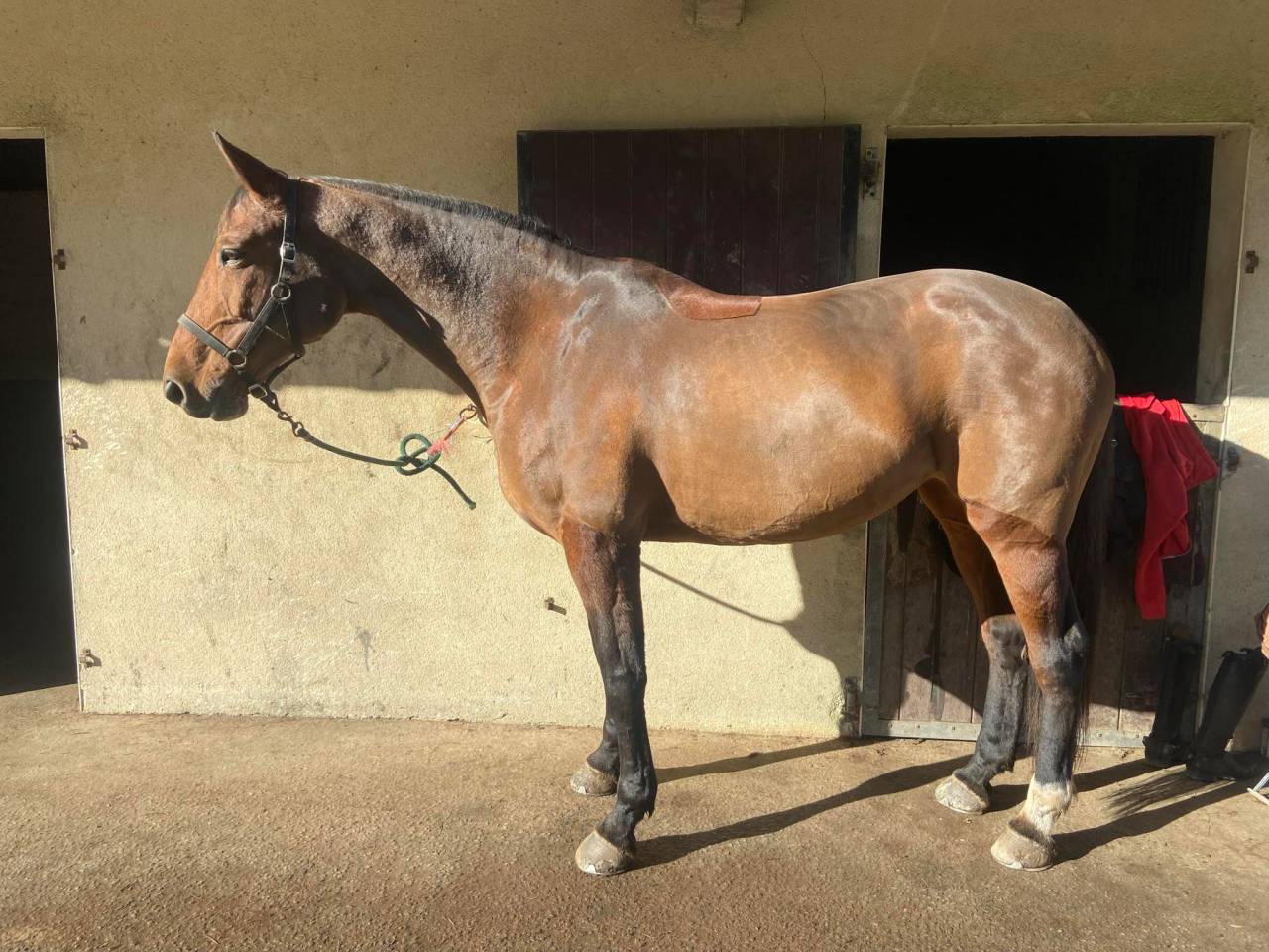 Merrie Zangersheide Te koop 2015 Donker bruin / bai