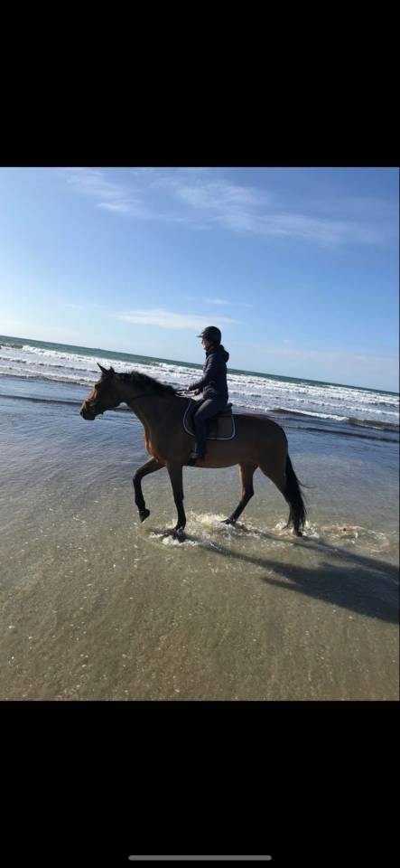 Merrie Zangersheide Te koop 2015 Donker bruin / bai