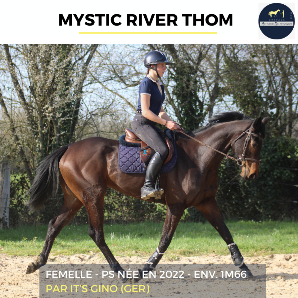 Merrie Volbloed Te koop 2022 Donker bruin / bai