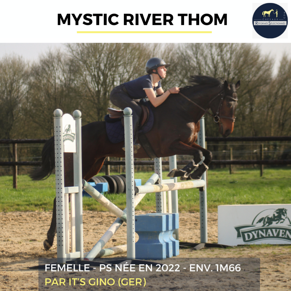 Merrie Volbloed Te koop 2022 Donker bruin / bai