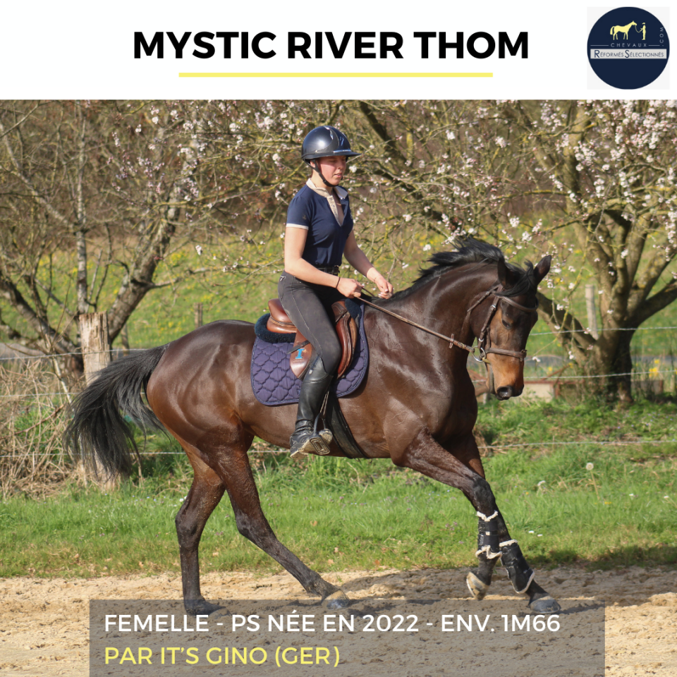 Merrie Volbloed Te koop 2022 Donker bruin / bai