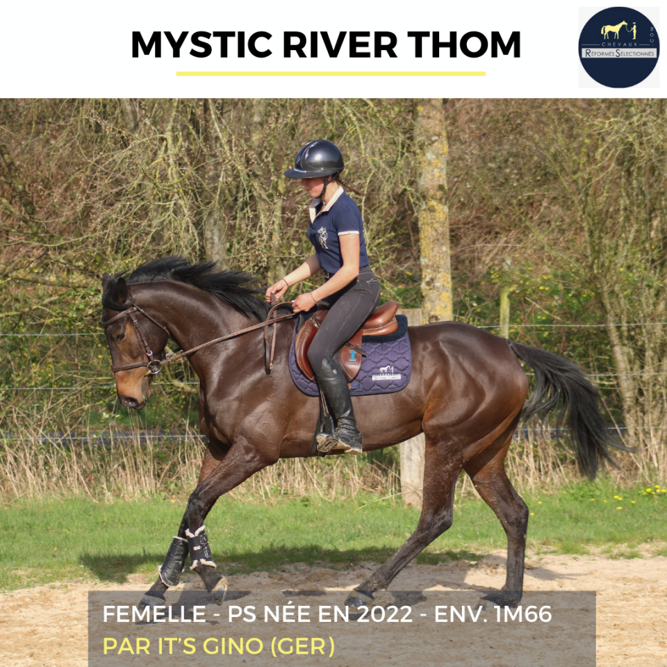 Merrie Volbloed Te koop 2022 Donker bruin / bai