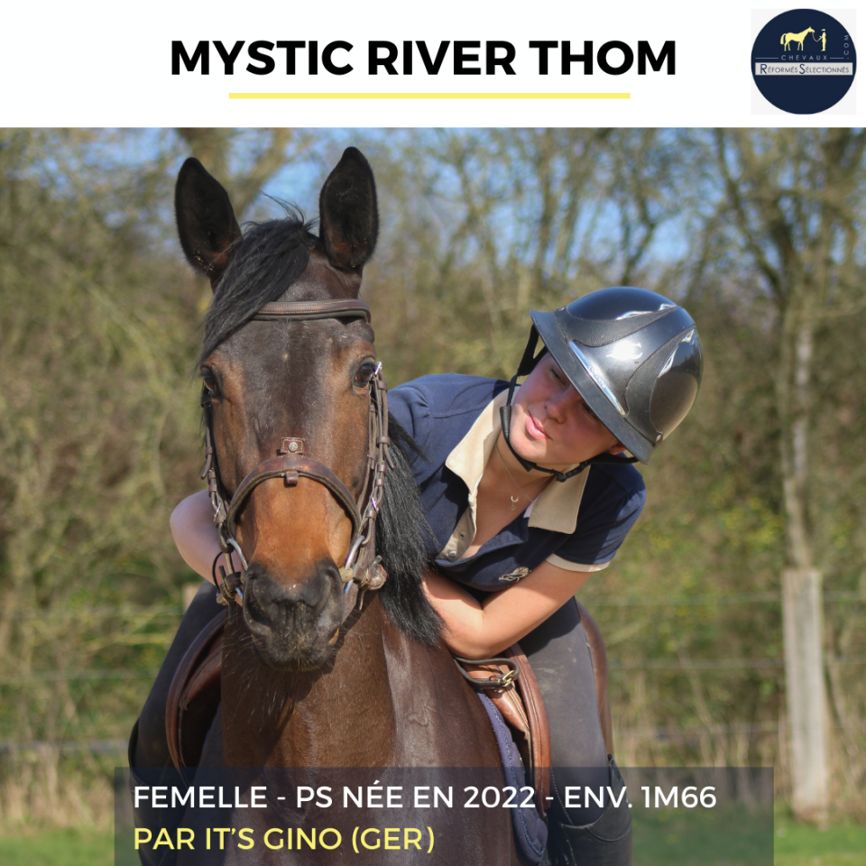 Merrie Volbloed Te koop 2022 Donker bruin / bai