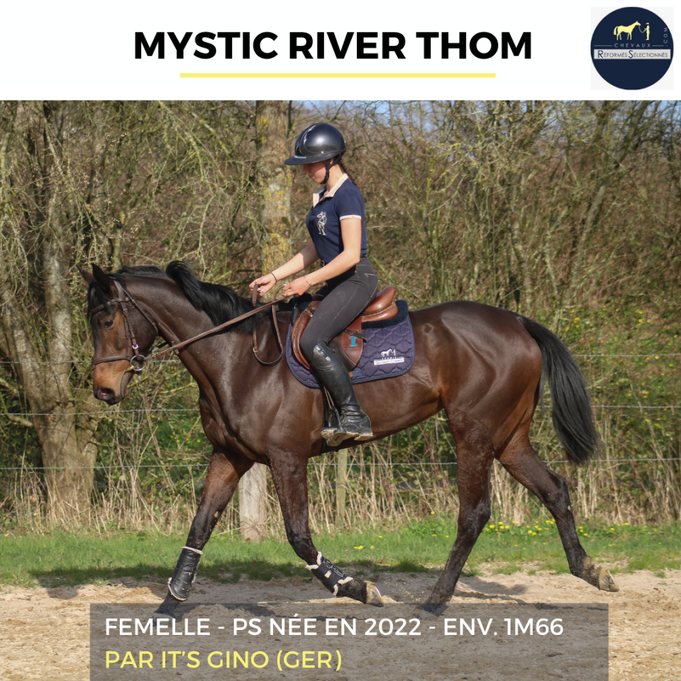 Merrie Volbloed Te koop 2022 Donker bruin / bai