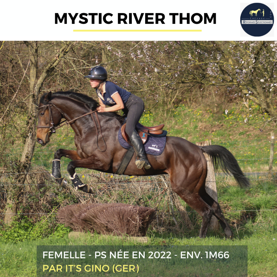 Merrie Volbloed Te koop 2022 Donker bruin / bai