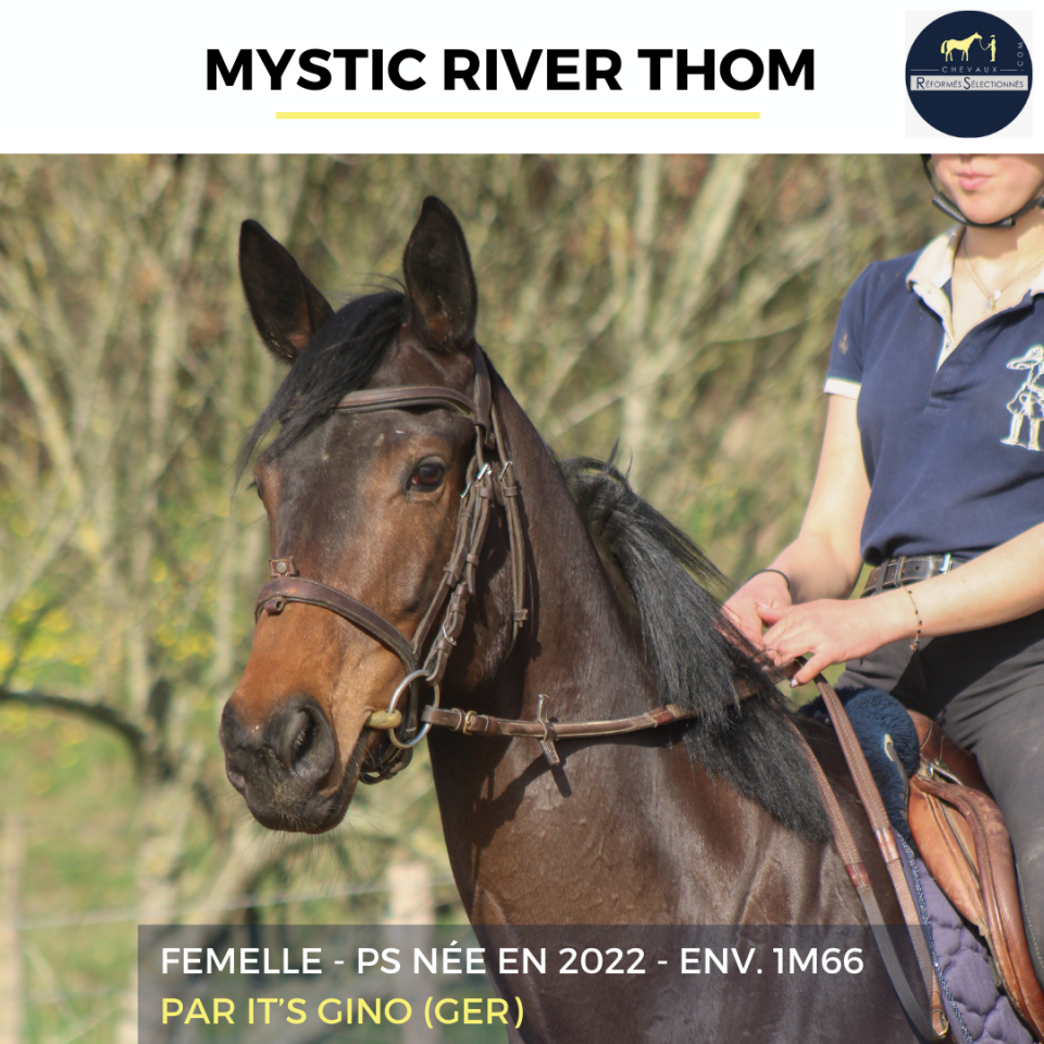 Merrie Volbloed Te koop 2022 Donker bruin / bai