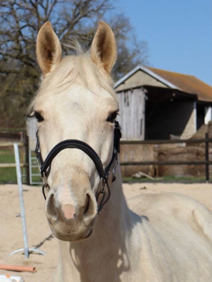 Ruin Bekend ras Te koop 2023 Palomino