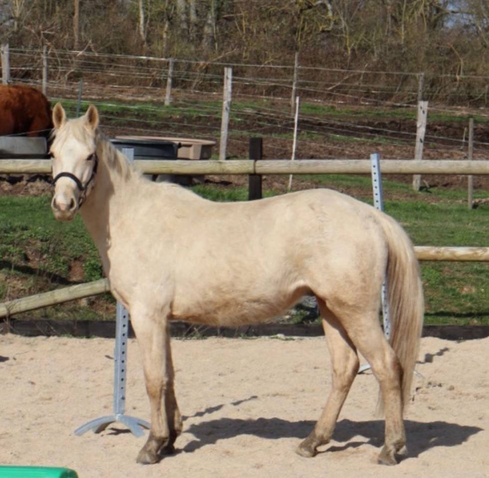 Ruin Bekend ras Te koop 2023 Palomino