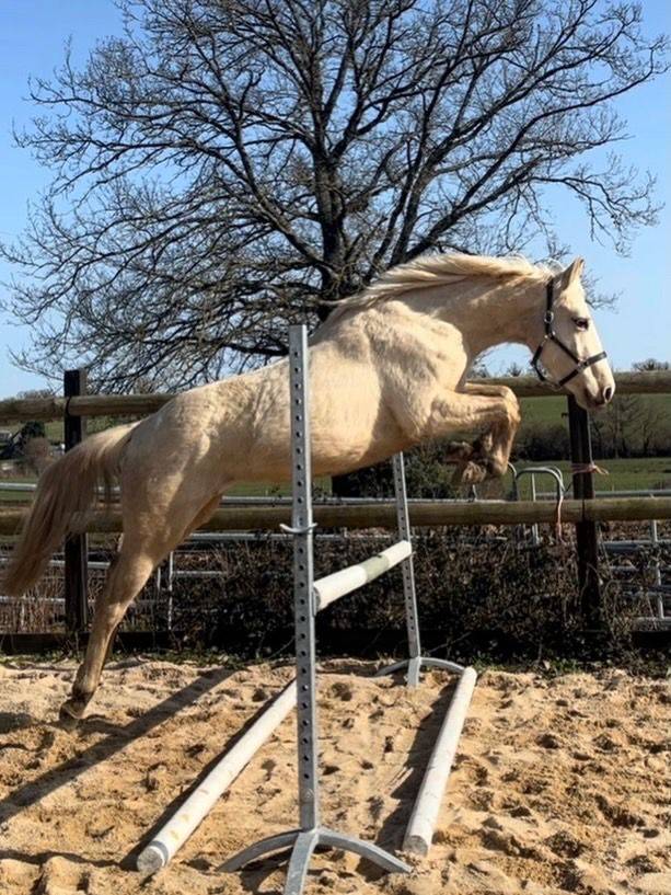 Ruin Bekend ras Te koop 2023 Palomino