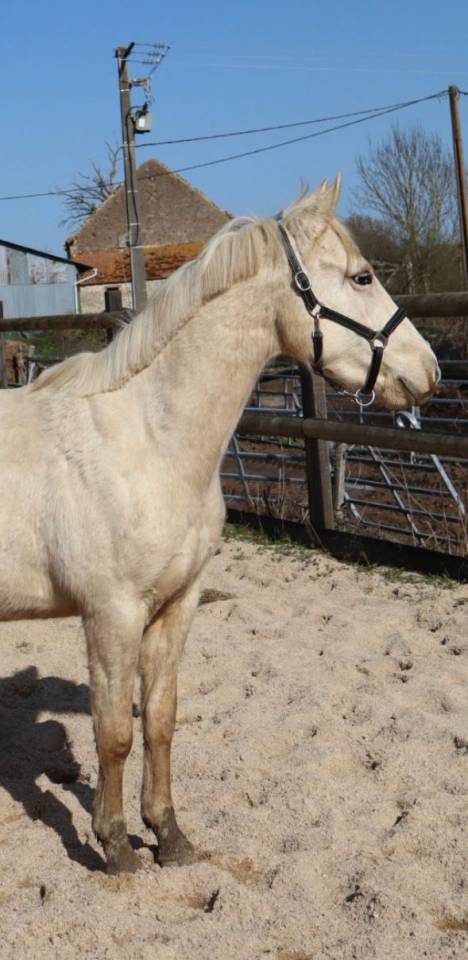 Ruin Bekend ras Te koop 2023 Palomino