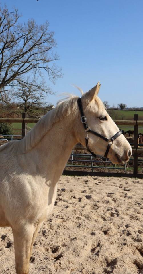 Ruin Bekend ras Te koop 2023 Palomino