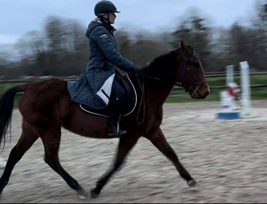 Merrie Andere pony rassen Te koop 2019 Donker bruin / bai