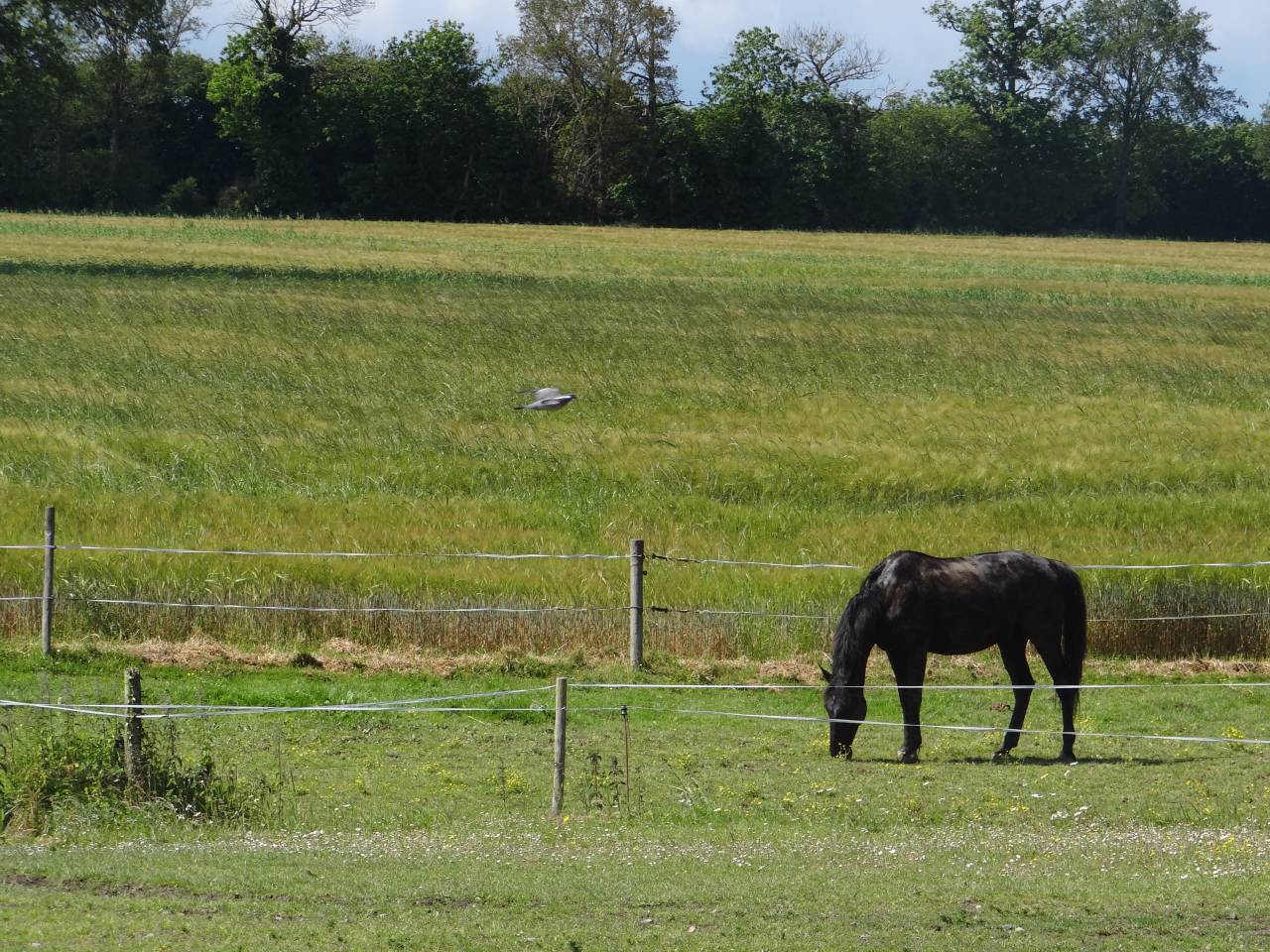 Eigenaren stal Koop Ile-et-Vilaine