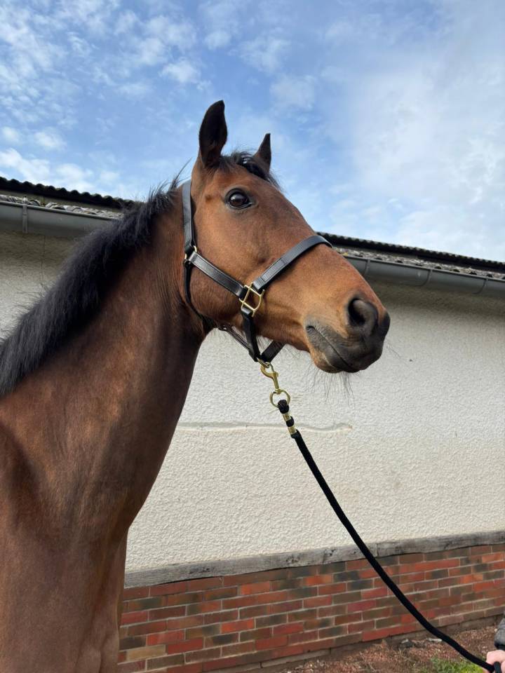 Ruin Volbloed Te koop 2016 Donker bruin / bai