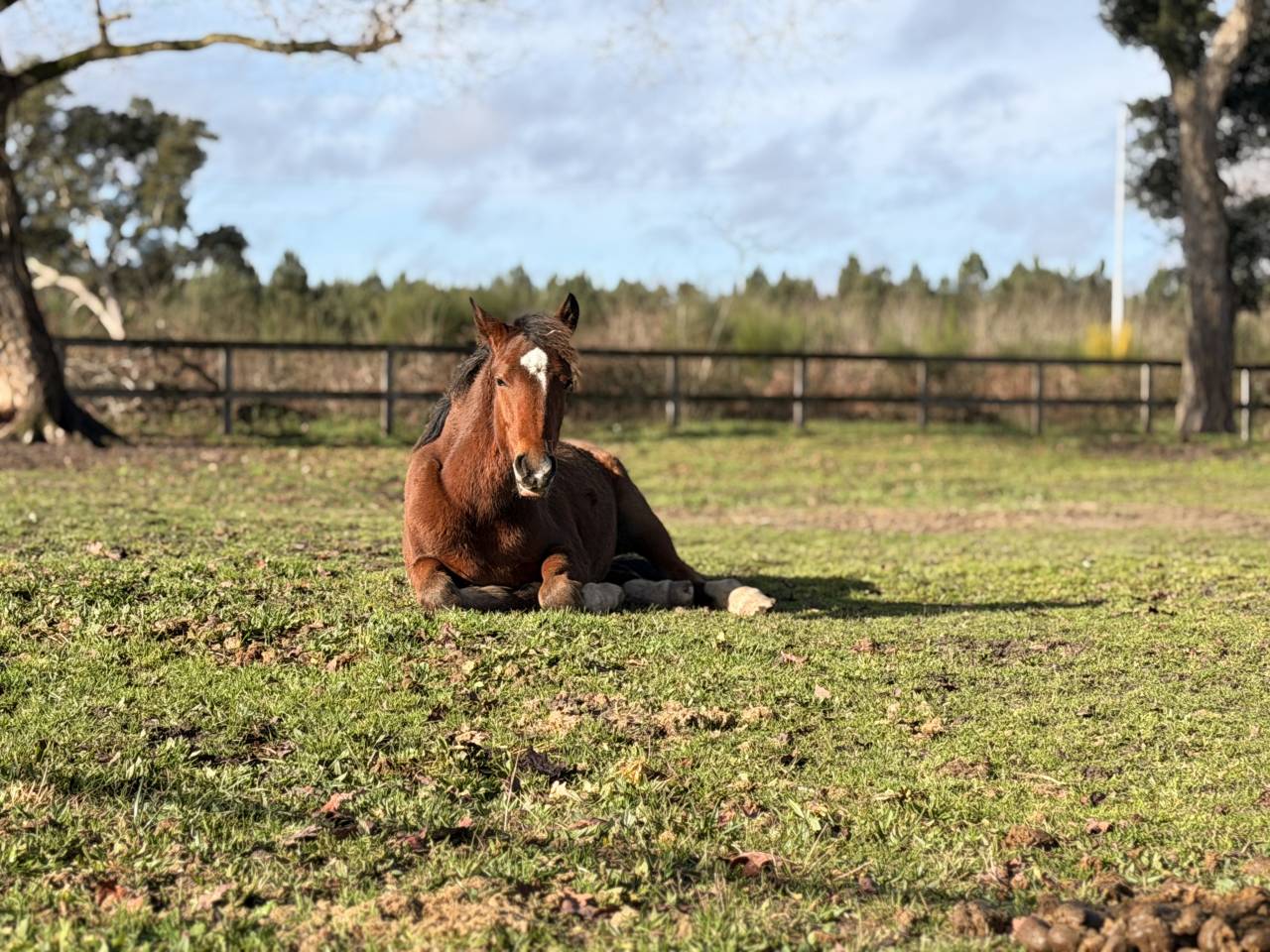 Veulen (vr) Franse rijpony PFS Te koop 2025 Donker bruin / bai