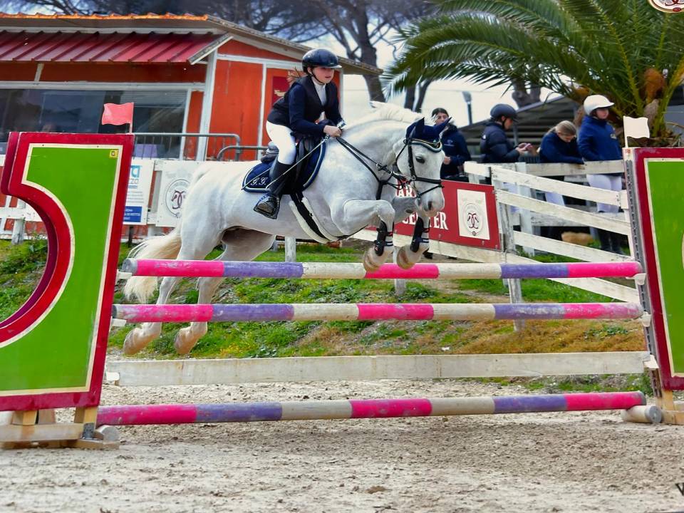 Merrie Connemara Te koop 2012 Schimmel