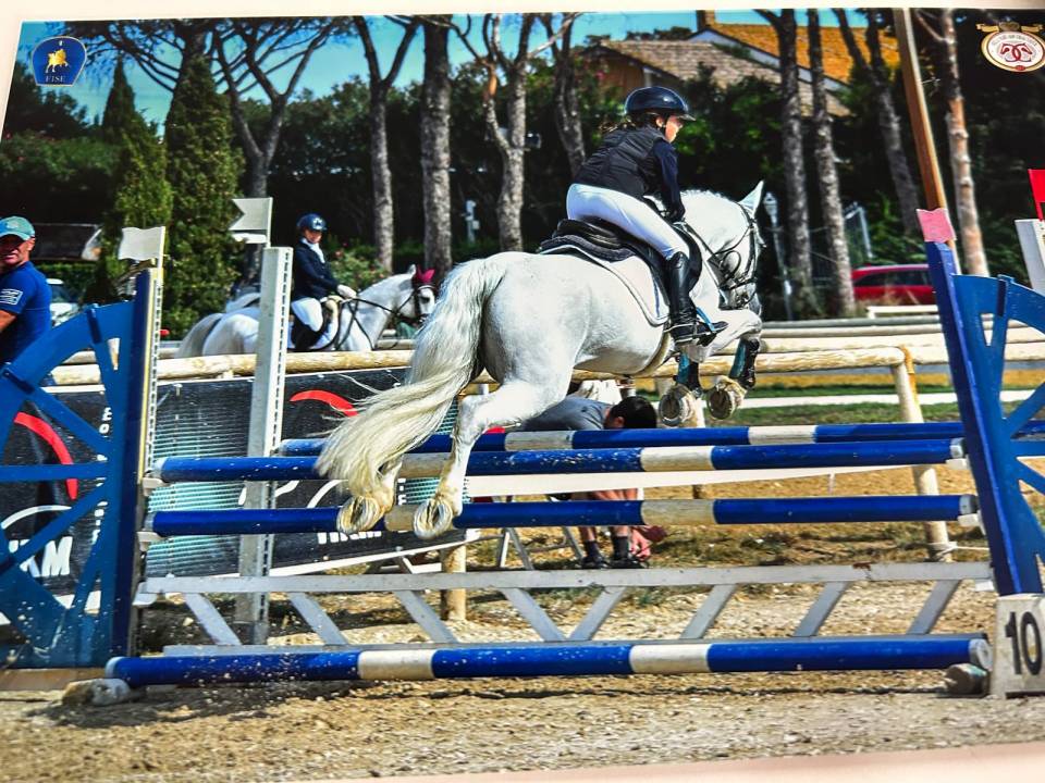 Merrie Connemara Te koop 2012 Schimmel