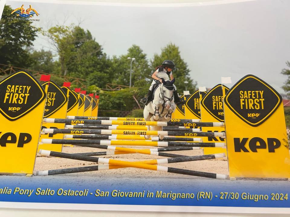 Merrie Connemara Te koop 2012 Schimmel