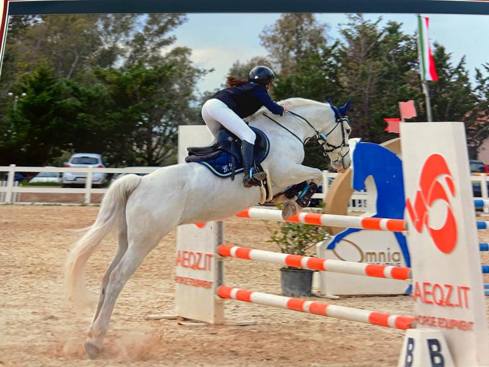 Merrie Connemara Te koop 2012 Schimmel