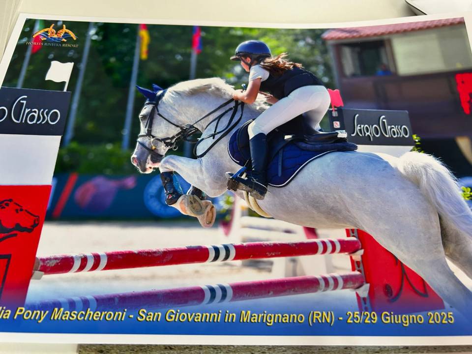 Merrie Connemara Te koop 2012 Schimmel