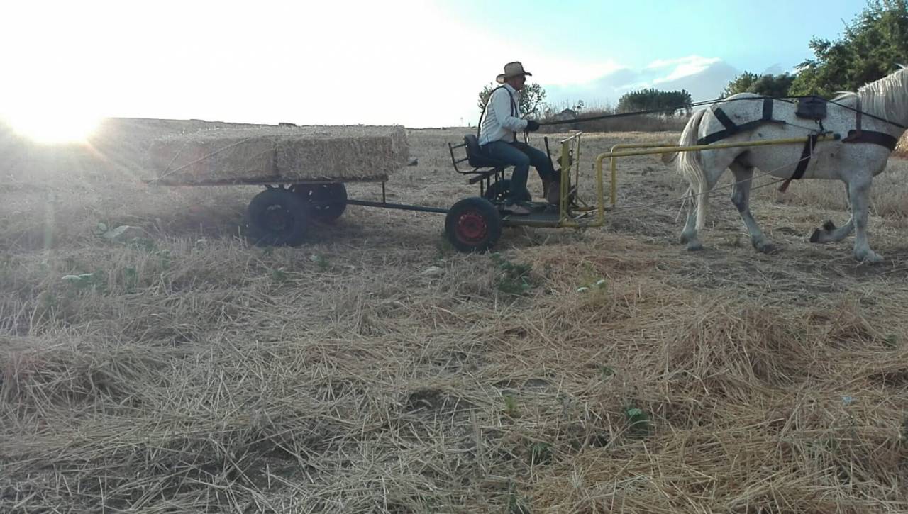 Rijtuigen - Cal&egrave;che   