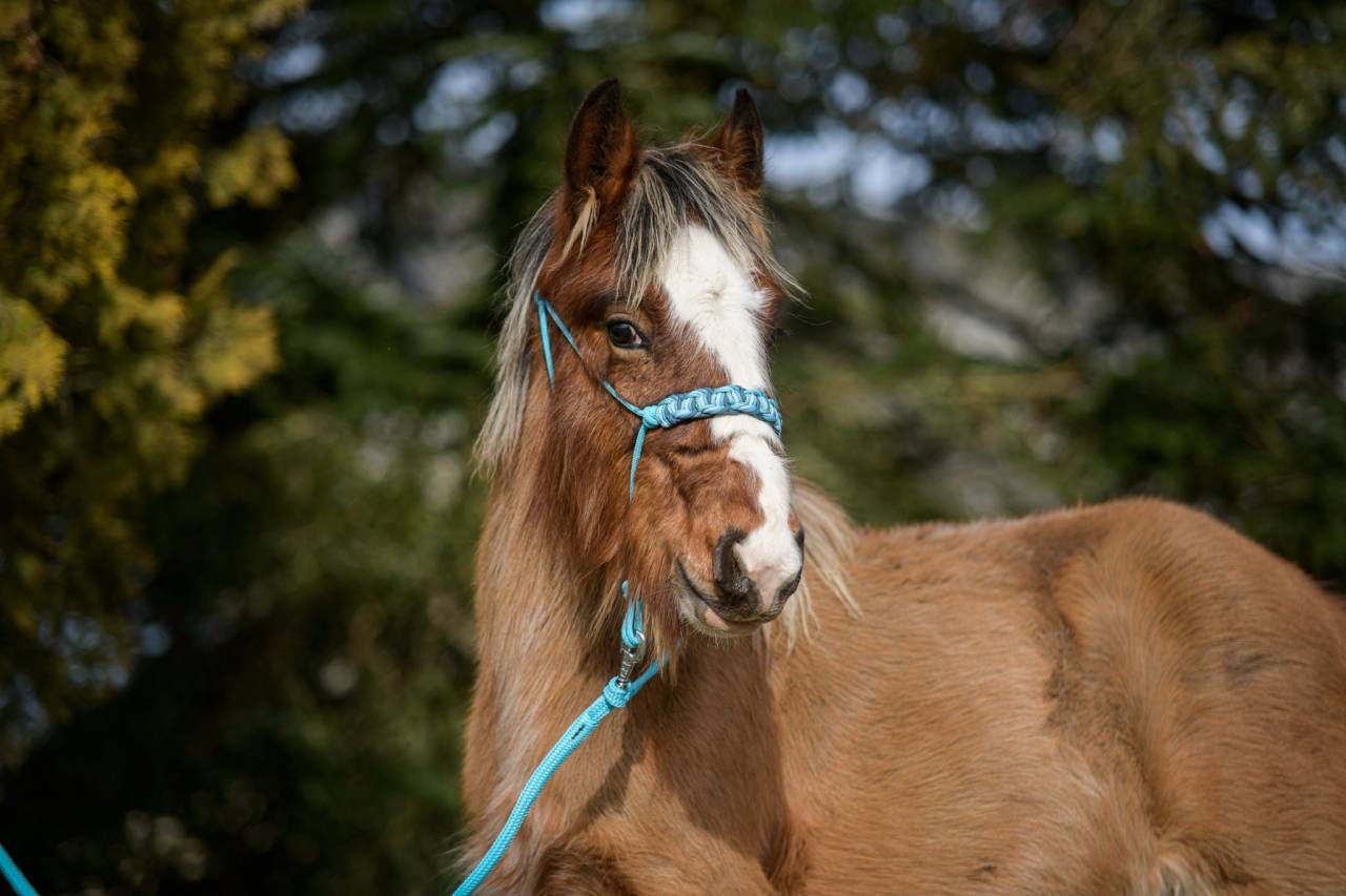 Veulen (ml) Ras onbekend Te koop 2025 Lichte manen en staart
