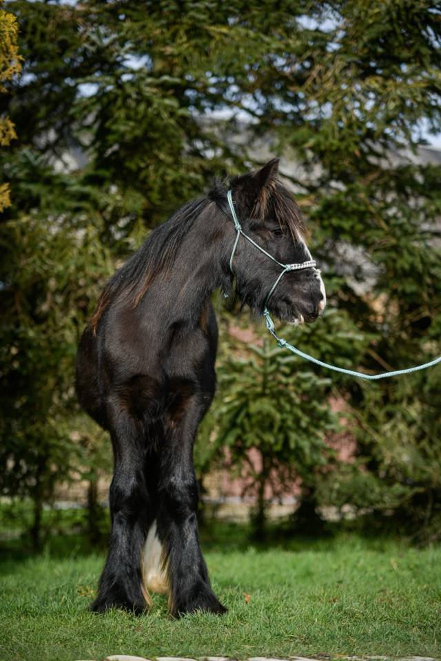Veulen (ml) Ras onbekend Te koop 2025 Lichte manen en staart