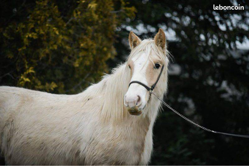 Merrie Gypsy Cob Te koop 2024 Palomino