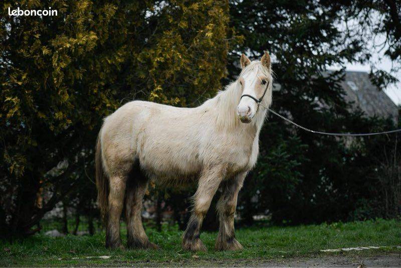 Merrie Gypsy Cob Te koop 2024 Palomino