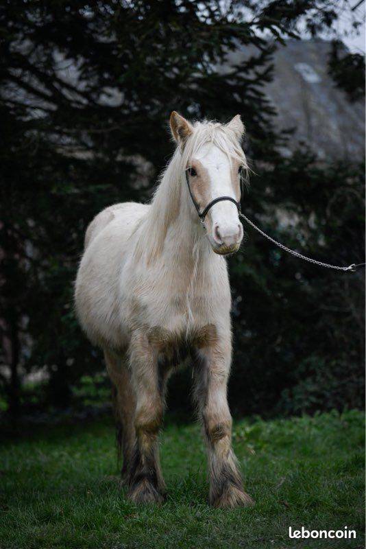 Merrie Gypsy Cob Te koop 2024 Palomino