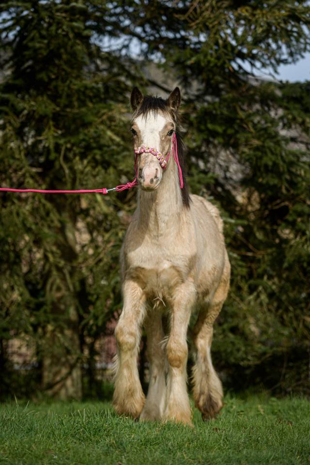 Veulen (vr) Gypsy Cob Te koop 2025 Isabel