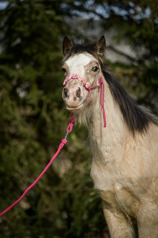 Veulen (vr) Gypsy Cob Te koop 2025 Isabel
