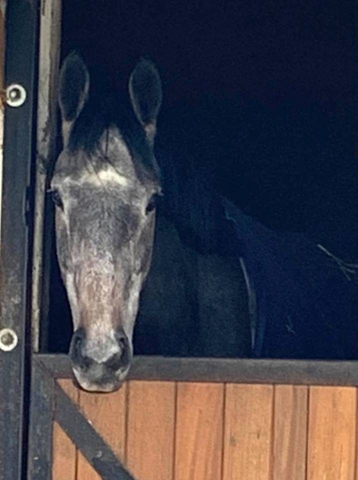 Merrie Volbloed Half pension 2021 Schimmel