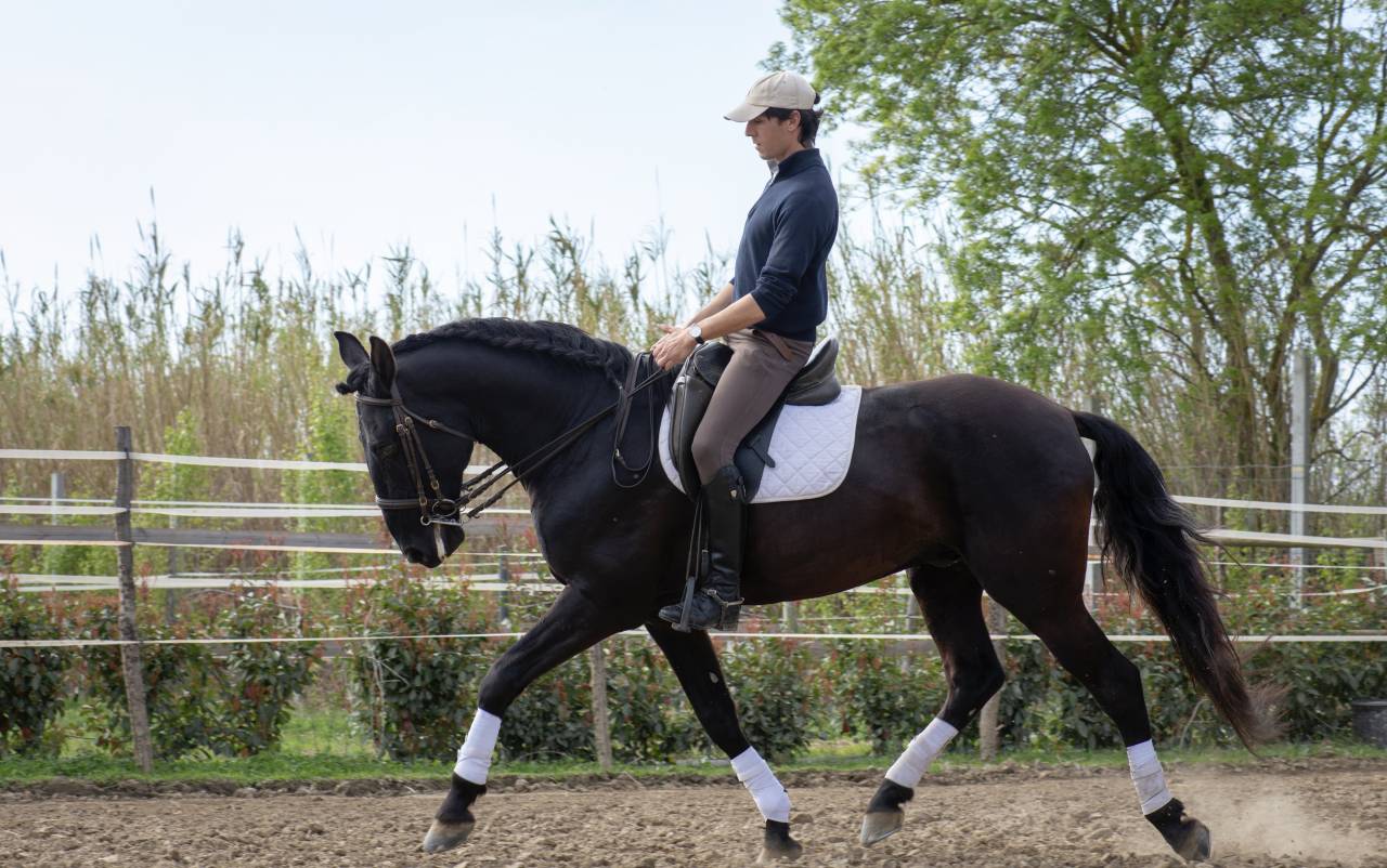 Hengst Lusitano Te koop 2018 Zwart ,  Vitorino