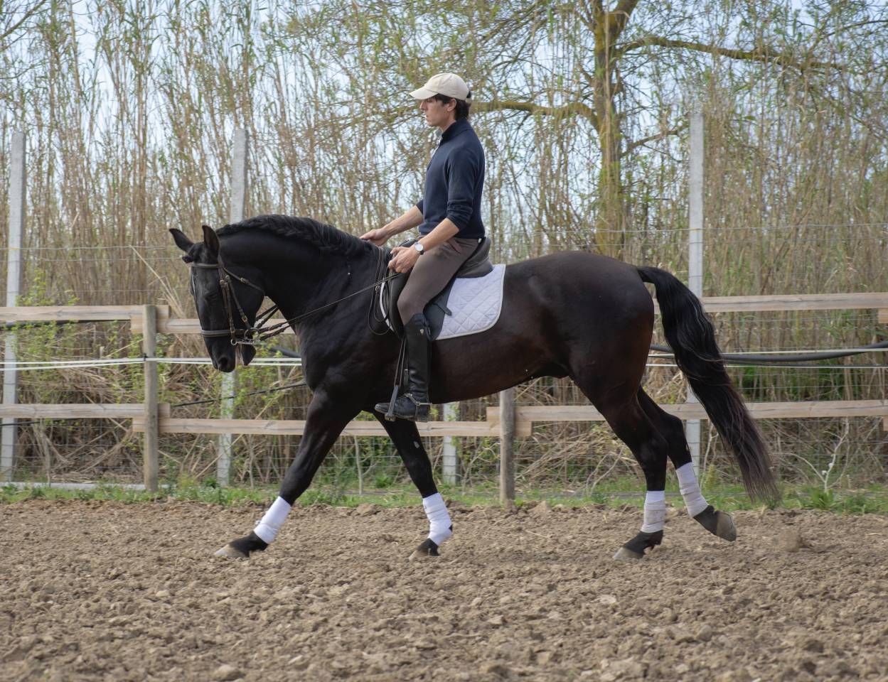 Hengst Lusitano Te koop 2018 Zwart ,  Vitorino