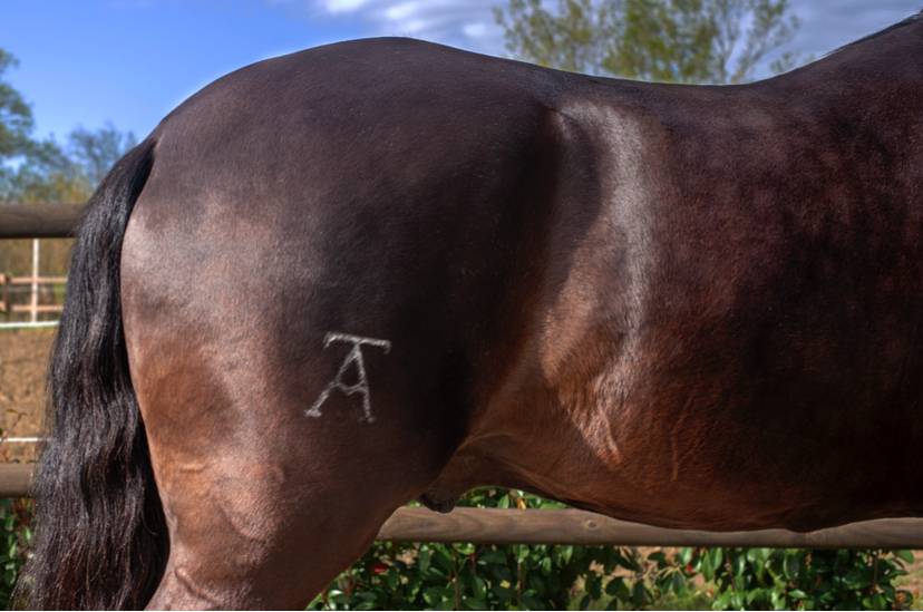 Hengst Lusitano Te koop 2018 Zwart ,  Vitorino