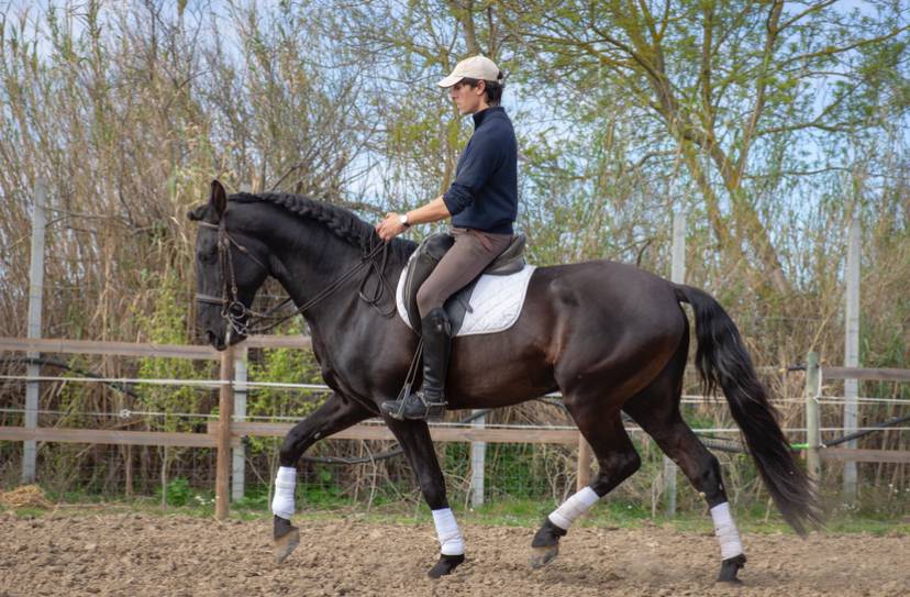 Hengst Lusitano Te koop 2018 Zwart ,  Vitorino