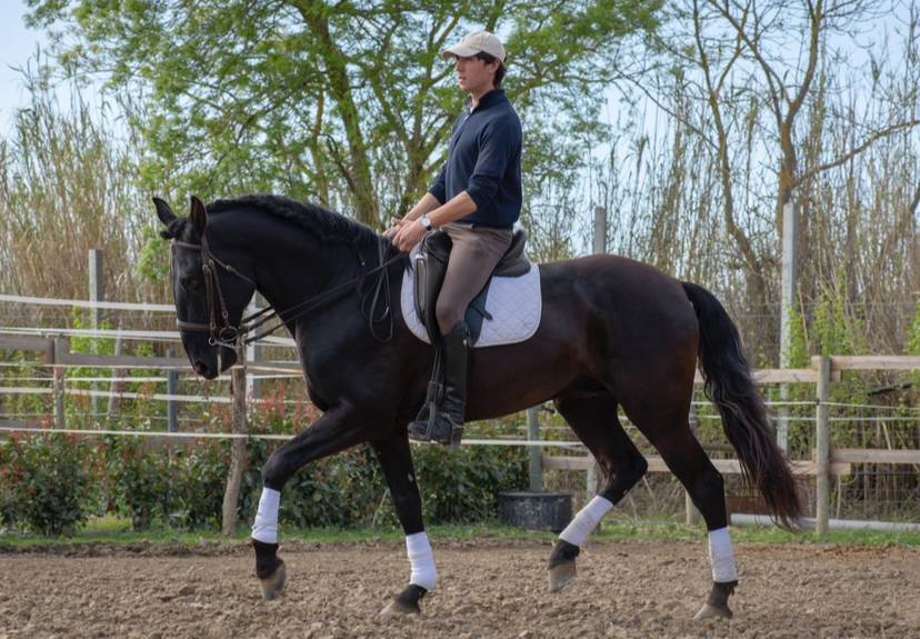 Hengst Lusitano Te koop 2018 Zwart ,  Vitorino