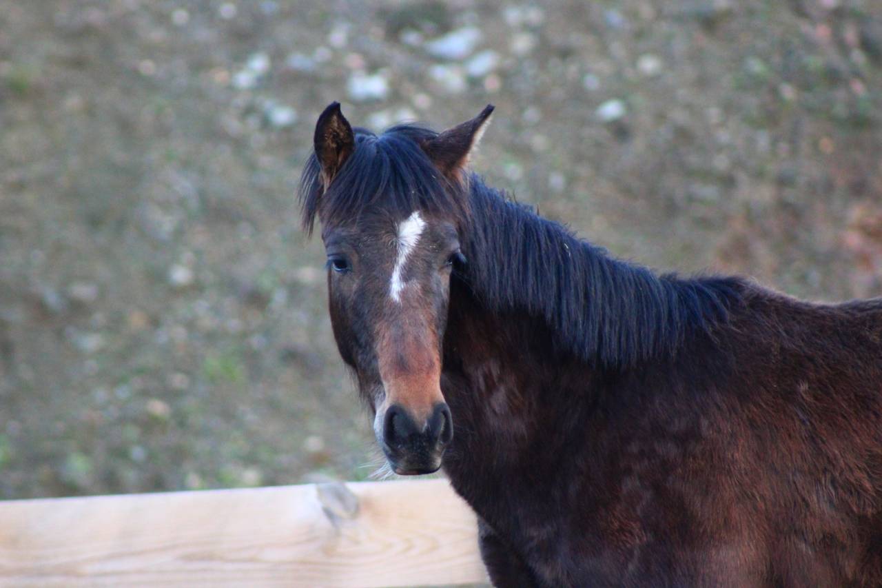 Ruin PRE Puur Ras Spaans Te koop 2025 Donker bruin / bai