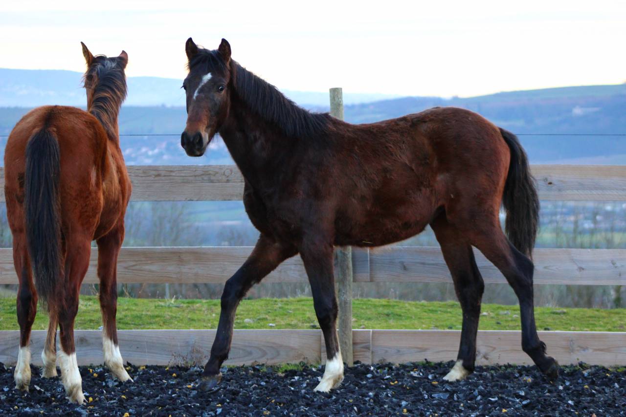 Ruin PRE Puur Ras Spaans Te koop 2025 Donker bruin / bai